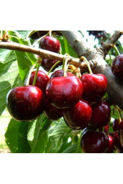 Черешня Блек Стар (середня) 